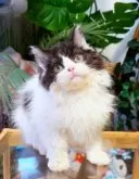 セルカークレックス【神奈川県・男の子・2025年8月12日・ブラック&ホワイト】の写真9