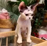 デボンレックス【神奈川県・男の子・2025年4月26日・ホワイト&ブラック】の写真9