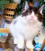 セルカークレックス【神奈川県・男の子・2025年8月12日・ブラック&ホワイト】の写真5