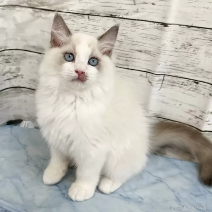 ID：2409-00677の子猫