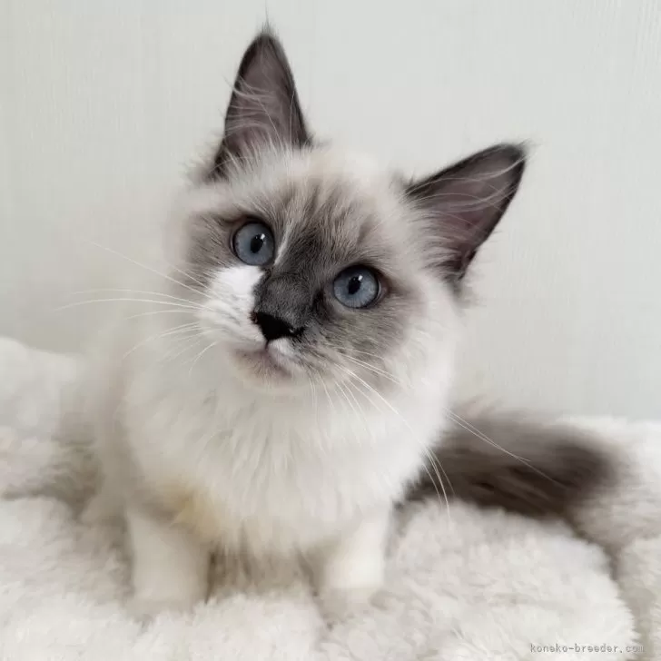 ID:2501-01420の子猫