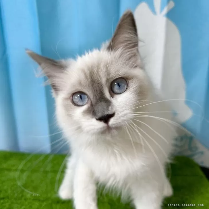 はるかぜ 様のお迎えした子猫