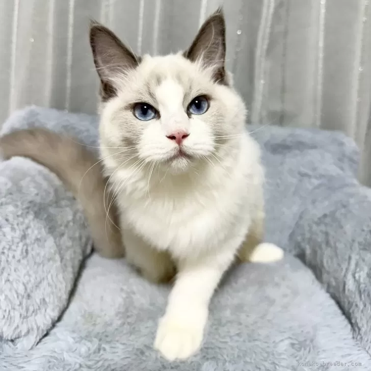 ラグドール【群馬県・男の子・2025年4月21日・ブルーポイントバイカラー】の写真1