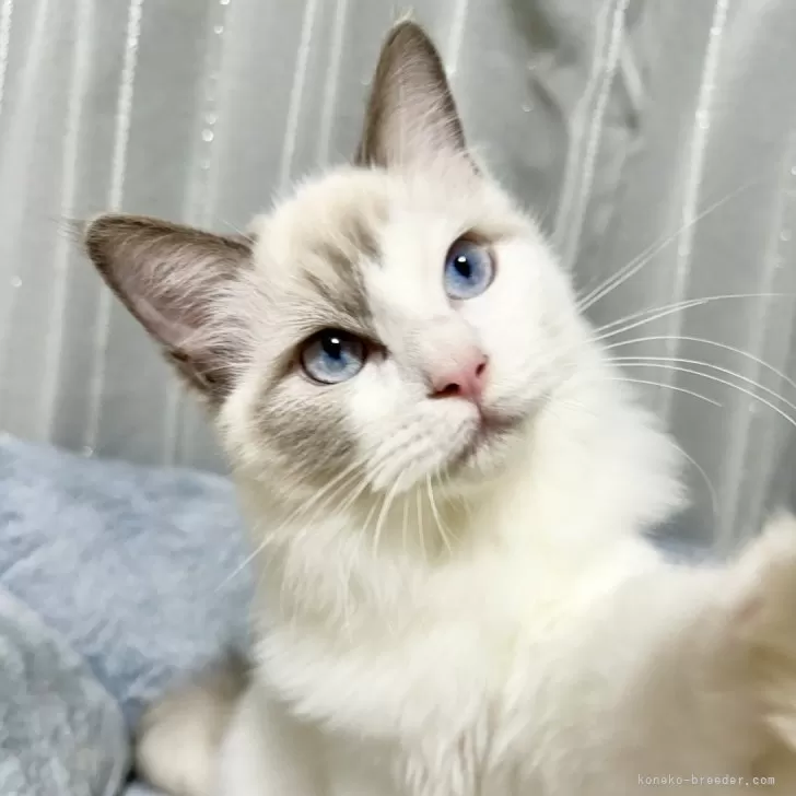 ID：2506-00881の子猫