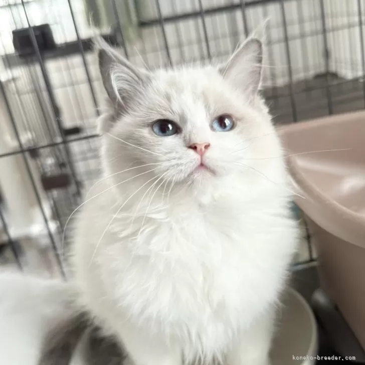ID:2412-01377の子猫