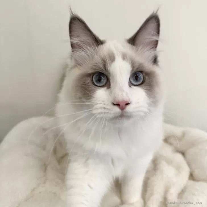 ID:2410-00545の子猫