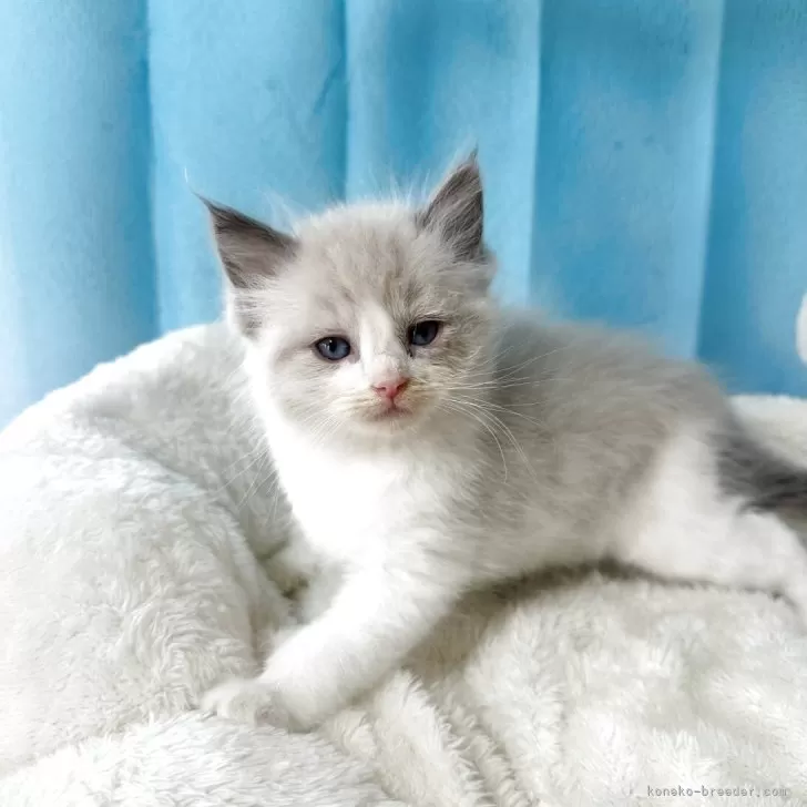 ID：2505-01194の子猫