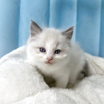 ラグドール【群馬県・男の子・2025年3月22日・人懐っこい💛（長毛）】の写真「ブルーポイントバイカラー」