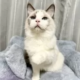 ラグドール【群馬県・男の子・2025年3月21日・ブルーポイントバイカラー】の写真2