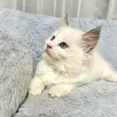 ラグドール【群馬県・女の子・2025年8月16日・ブルーポイントバイカラー】の写真3