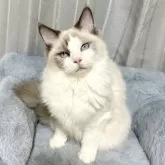ラグドール【群馬県・男の子・2025年3月21日・ブルーポイントバイカラー】の写真3