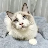 ラグドール【群馬県・男の子・2025年3月21日・ブルーポイントバイカラー】の写真3