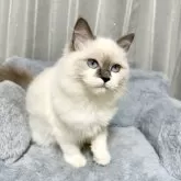 ラグドール【群馬県・女の子・2025年4月21日・ブルーポイント】の写真3