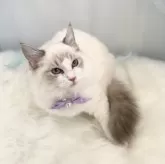 ラグドール【群馬県・女の子・2025年9月19日・ブルーポイントバイカラー】の写真4