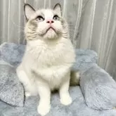 ラグドール【群馬県・男の子・2025年3月21日・ブルーポイントバイカラー】の写真4