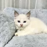 ラグドール【群馬県・女の子・2025年8月16日・ブルーポイントバイカラー】の写真4