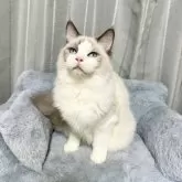 ラグドール【群馬県・男の子・2025年3月21日・ブルーポイントバイカラー】の写真4