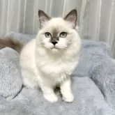 ラグドール【群馬県・女の子・2025年4月21日・ブルーポイント】の写真5
