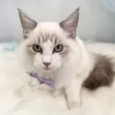 ラグドール【群馬県・女の子・2025年9月19日・ブルーポイントバイカラー】の写真5