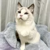 ラグドール【群馬県・男の子・2025年3月21日・ブルーポイントバイカラー】の写真6