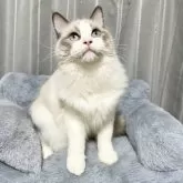 ラグドール【群馬県・男の子・2025年3月21日・ブルーポイントバイカラー】の写真6