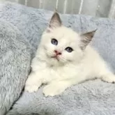 ラグドール【群馬県・女の子・2025年8月16日・ブルーポイントバイカラー】の写真6