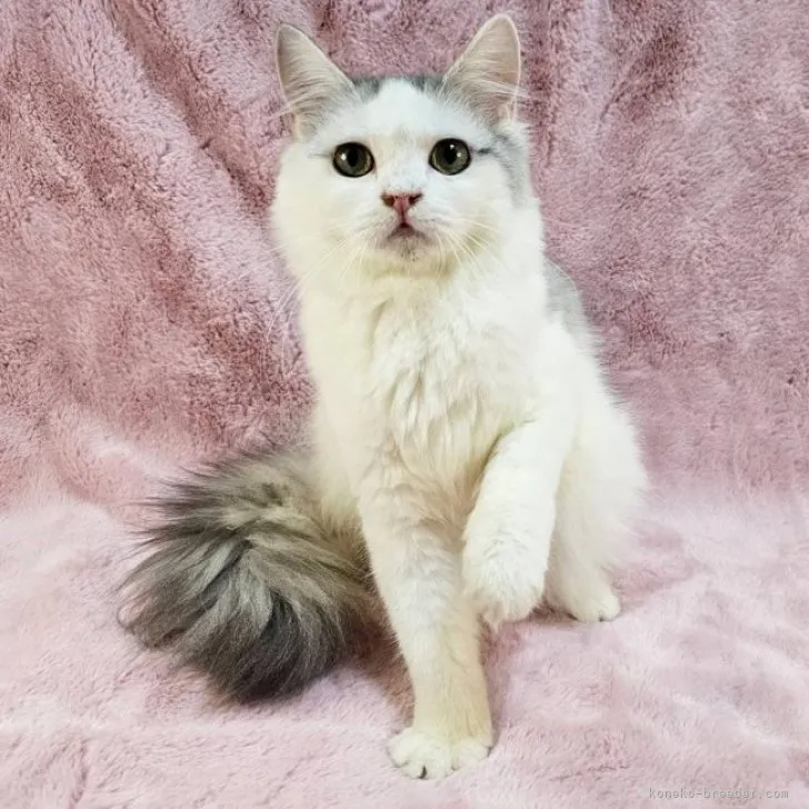 sin096ra 様のお迎えした子猫