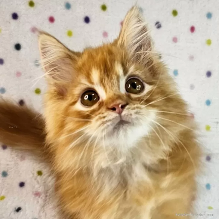 ID：2401-01881の子猫