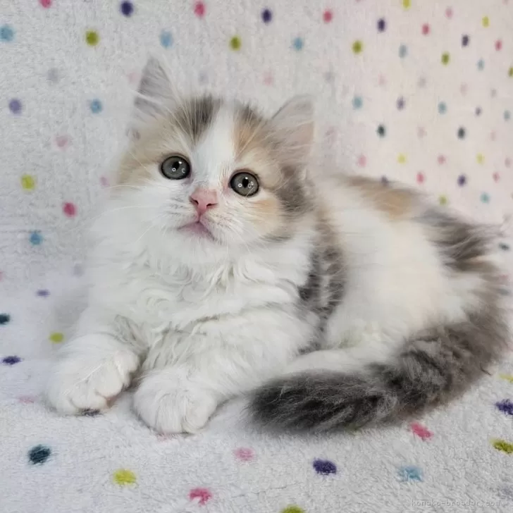 ID：2407-01037の子猫