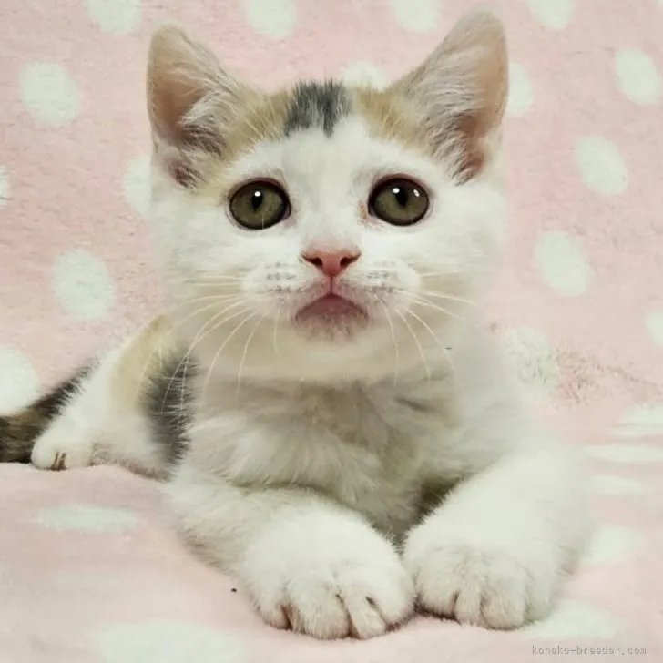 ID：2305-01938の子猫