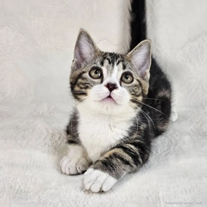 ID:2310-03130の子猫