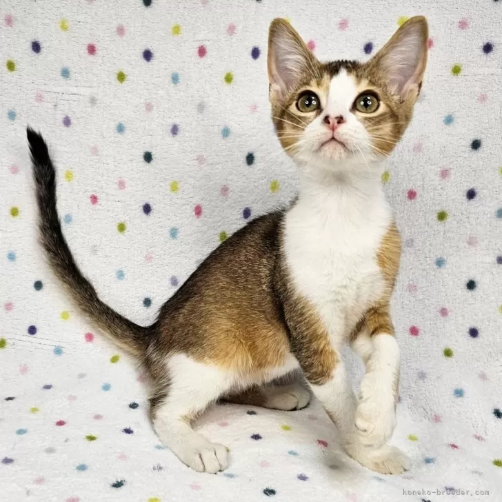 ID:2312-02551の子猫