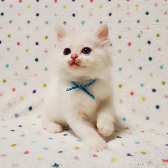 ID：2112-01570の子猫