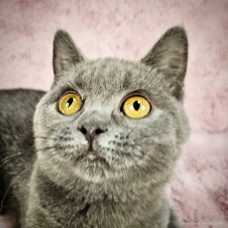 ID:2309-02965の子猫