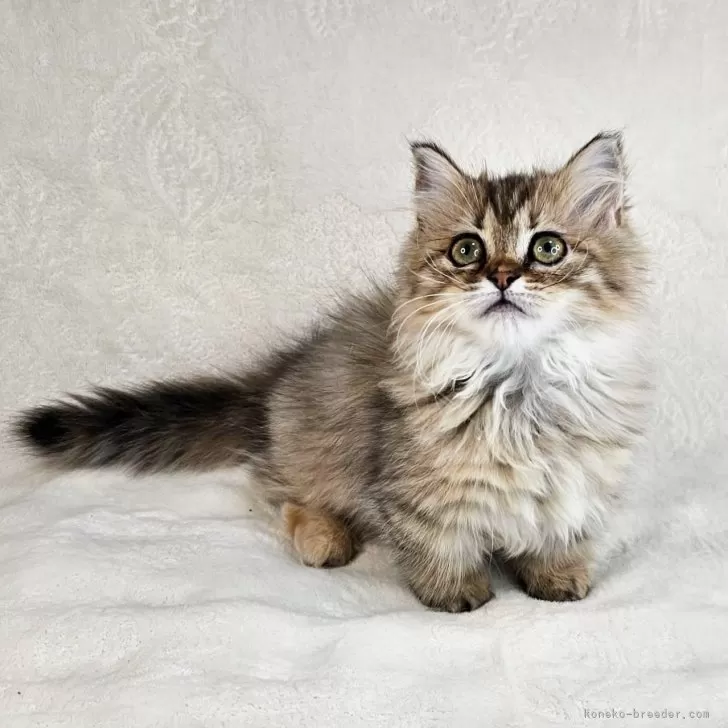 ID：2402-01845の子猫