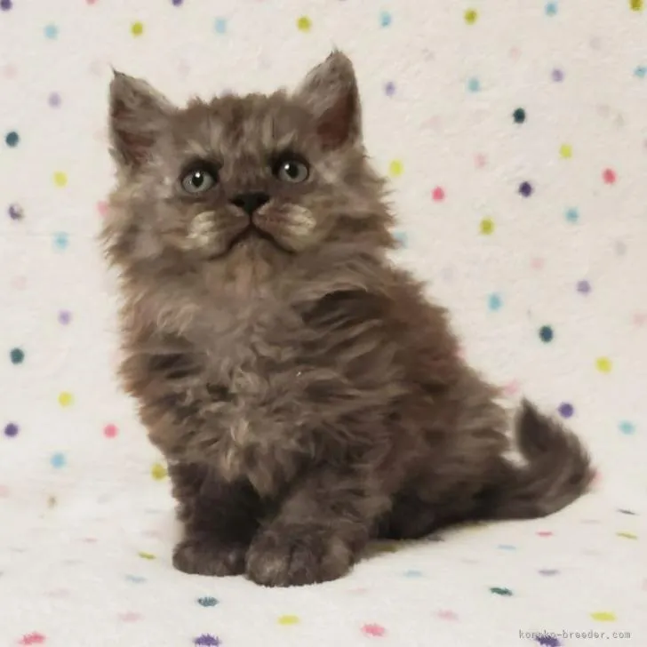 ID：2206-02732の子猫