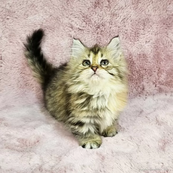 ID:2402-01844の子猫