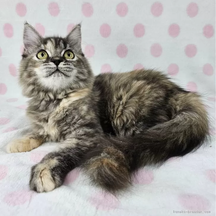 ID:2408-00045の子猫