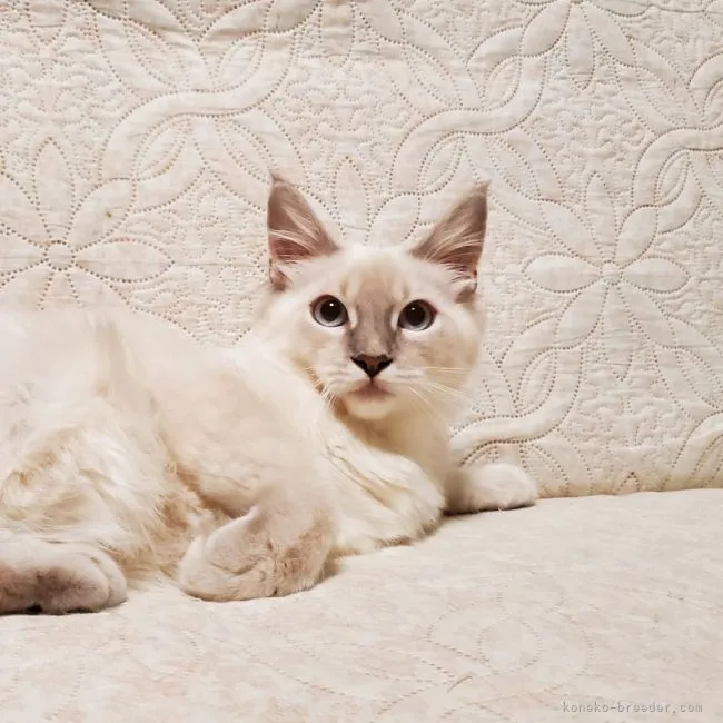 ID：2106-02722の子猫