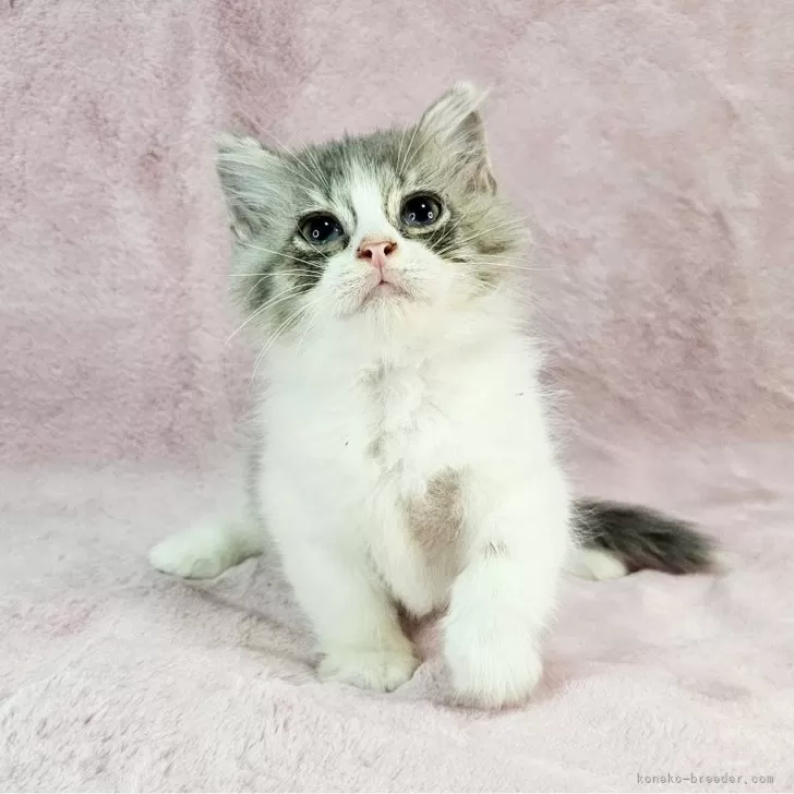 ID：2409-01267の子猫