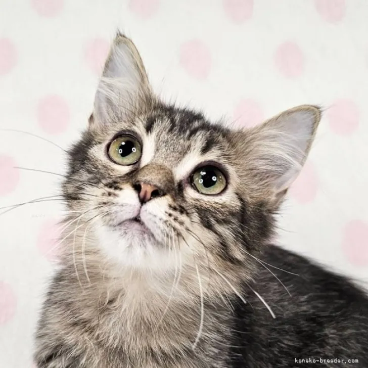 ID:2310-01842の子猫