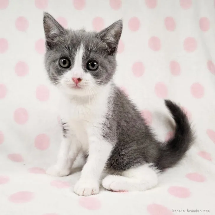 ID：2307-03301の子猫
