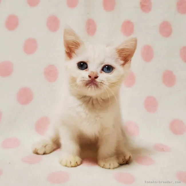 ID：2106-00449の子猫
