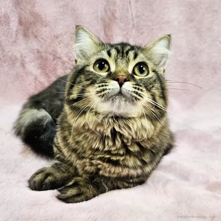 ID:2401-01468の子猫