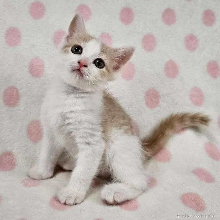 ID：2309-01975の子猫