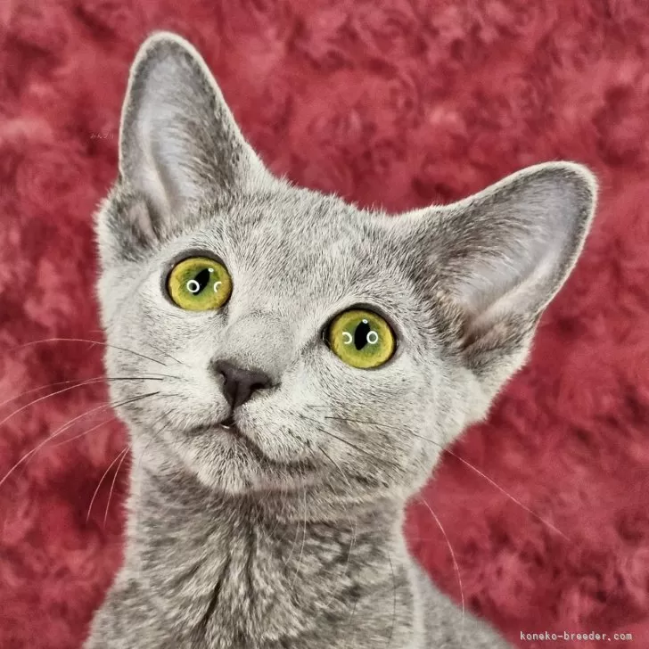 ID：2403-00052の子猫