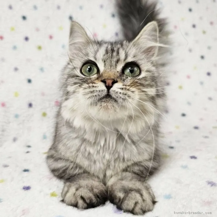 ID：2307-01701の子猫
