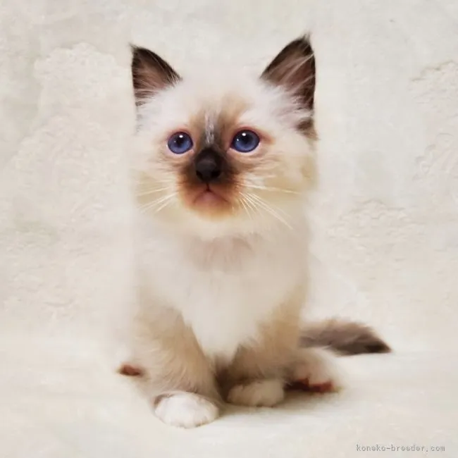 ID:2112-00684の子猫