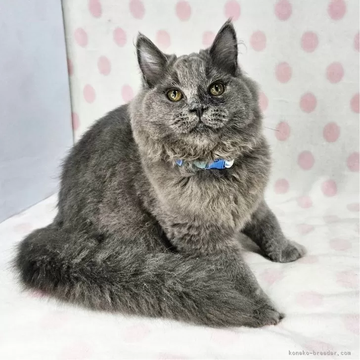 ID：2409-01264の子猫