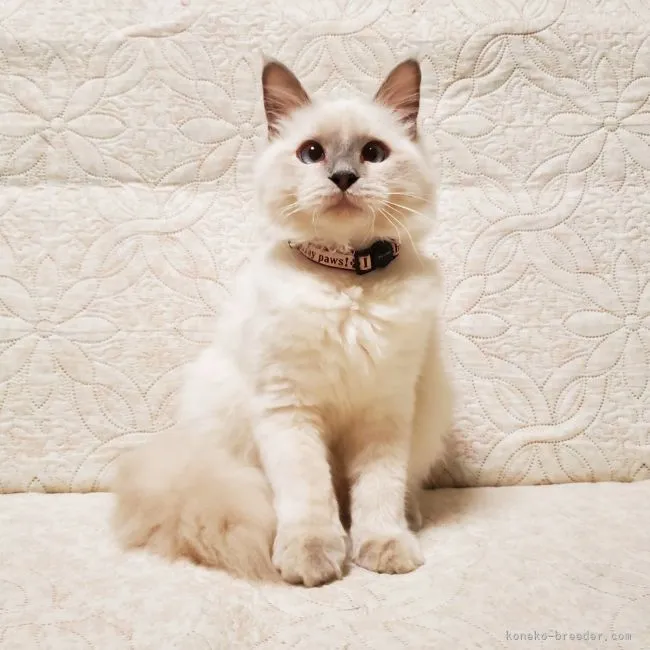 ID:2106-02414の子猫